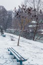 Winter landscape during a snowfall