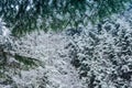 Winter landscape. Snowfall in the winter forest in the mountains.View of spruce branches and falling snow in the background. Royalty Free Stock Photo