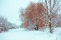 Winter landscape in snowfall. Snowy country road Royalty Free Stock Photo