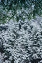 Winter landscape. Snowfall in the winter forest in the mountains.View of spruce branches and falling snow in the background. Royalty Free Stock Photo