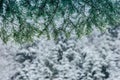 Winter landscape. Snowfall in the winter forest in the mountains.View of spruce branches and falling snow in the background. Royalty Free Stock Photo