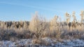 Winter landscape with snowy bushes and trees on blue sky background. Plants are covered with hoar frost.