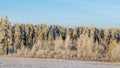 Winter landscape with snowy bushes and trees on blue sky background. Plants are covered with hoar frost.