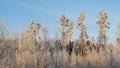 Winter landscape with snowy bushes and trees on blue sky background. Plants are covered with hoar frost.