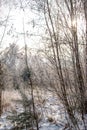 Winter landscape of a snowy deciduous forest with hills and ravines after a winter blizzard Royalty Free Stock Photo