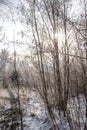 Winter landscape of a snowy deciduous forest with hills and ravines after a winter blizzard Royalty Free Stock Photo