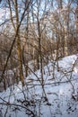 Winter landscape of a snowy deciduous forest with hills and ravines after a winter blizzard Royalty Free Stock Photo