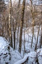 Winter landscape of a snowy deciduous forest with hills and ravines after a winter blizzard Royalty Free Stock Photo