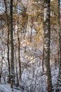 Winter landscape of a snowy deciduous forest with hills and ravines after a winter blizzard Royalty Free Stock Photo