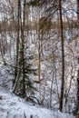 Winter landscape of a snowy deciduous forest with hills and ravines after a winter blizzard Royalty Free Stock Photo