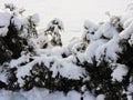 Snowy fir  trees in january wood Royalty Free Stock Photo