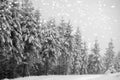 Winter landscape with snowy fir trees