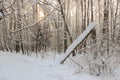 Winter landscape. Snowy forest with broken tree and ski track