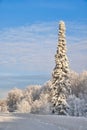 Winter landscape. Snowy forest. One fir tree covered with snow at the edge of the road. Siberia. Russia