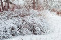 Winter landscape in snowy forest. Pine branches covered with snow in cold winter weather. Royalty Free Stock Photo