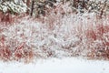 Winter landscape in snowy forest. Pine branches covered with snow in cold winter weather. Royalty Free Stock Photo