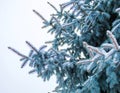 Winter landscape in snowy forest. Pine branches covered with snow in cold winter weather. Royalty Free Stock Photo