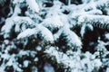 Winter landscape in snowy forest. Pine branches covered with snow in cold winter weather. Royalty Free Stock Photo