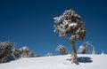 Winter landscape in snowy mountains. Frozen snowy lonely fir trees against blue sky.