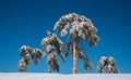 Winter landscape in snowy mountains. frozen snowy lonely fir trees against blue sky.