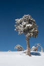Winter landscape in snowy mountains. Frozen snowy lonely fir trees against blue sky.