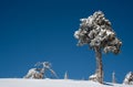 Winter landscape in snowy mountains. frozen snowy lonely fir trees against blue sky.