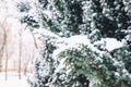 Winter landscape. Snowy nature. Snow-covered forest. Christmas weather
