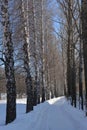 Winter landscape with snowy road between birch and poplar trees Royalty Free Stock Photo