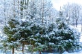 Winter landscape with snowy spruce trees