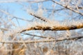 Winter landscape of snowy tree branches Royalty Free Stock Photo