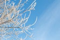 Trees wrapped in snow against the blue sky Royalty Free Stock Photo