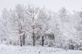 Winter landscape. Snowy trees. Snowfall. Christmas time. White snow on frosty trees. Xmas nature background