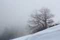 Winter landscape with a solitary tree in fog and snow