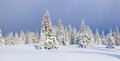 Winter landscape. Spectacular panorama is opened on mountains, trees covered with white snow, lawn and blue sky. Christmas forest