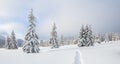 Winter landscape. Spectacular panorama is opened on mountains, trees covered with white snow, lawn and blue sky. Christmas forest Royalty Free Stock Photo