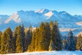 Winter landscape. Spruce forest on blue mountains background