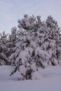 Winter landscape spruce pine trees