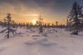 Winter landscape with sun in the frame trees covered with snow Royalty Free Stock Photo