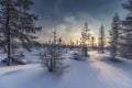 Winter landscape with sun in the frame trees covered with snow Royalty Free Stock Photo