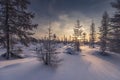 Winter landscape with sun in the frame trees covered with snow Royalty Free Stock Photo