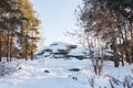 Winter landscape. Sunlit pine forest and snow-covered big stones. Royalty Free Stock Photo