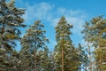 Winter landscape on a sunny day. Tops of snow-covered pines against the background of a bright blue February sky Royalty Free Stock Photo