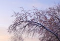 Winter landscape at sunset. Apple tree in the snow. Royalty Free Stock Photo