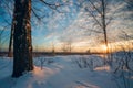 Winter landscape, sunset among the birches. Royalty Free Stock Photo