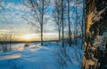 Winter landscape, sunset among the birches. Royalty Free Stock Photo