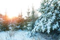 Winter landscape at sunset. Christmas trees in the snow Royalty Free Stock Photo