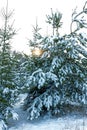 Winter landscape at sunset. Christmas trees in the snow Royalty Free Stock Photo