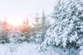 Winter landscape at sunset. Christmas trees in the snow. Royalty Free Stock Photo