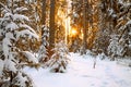 Winter landscape with sunset in the forest Royalty Free Stock Photo