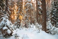 Winter landscape with sunset in the forest Royalty Free Stock Photo